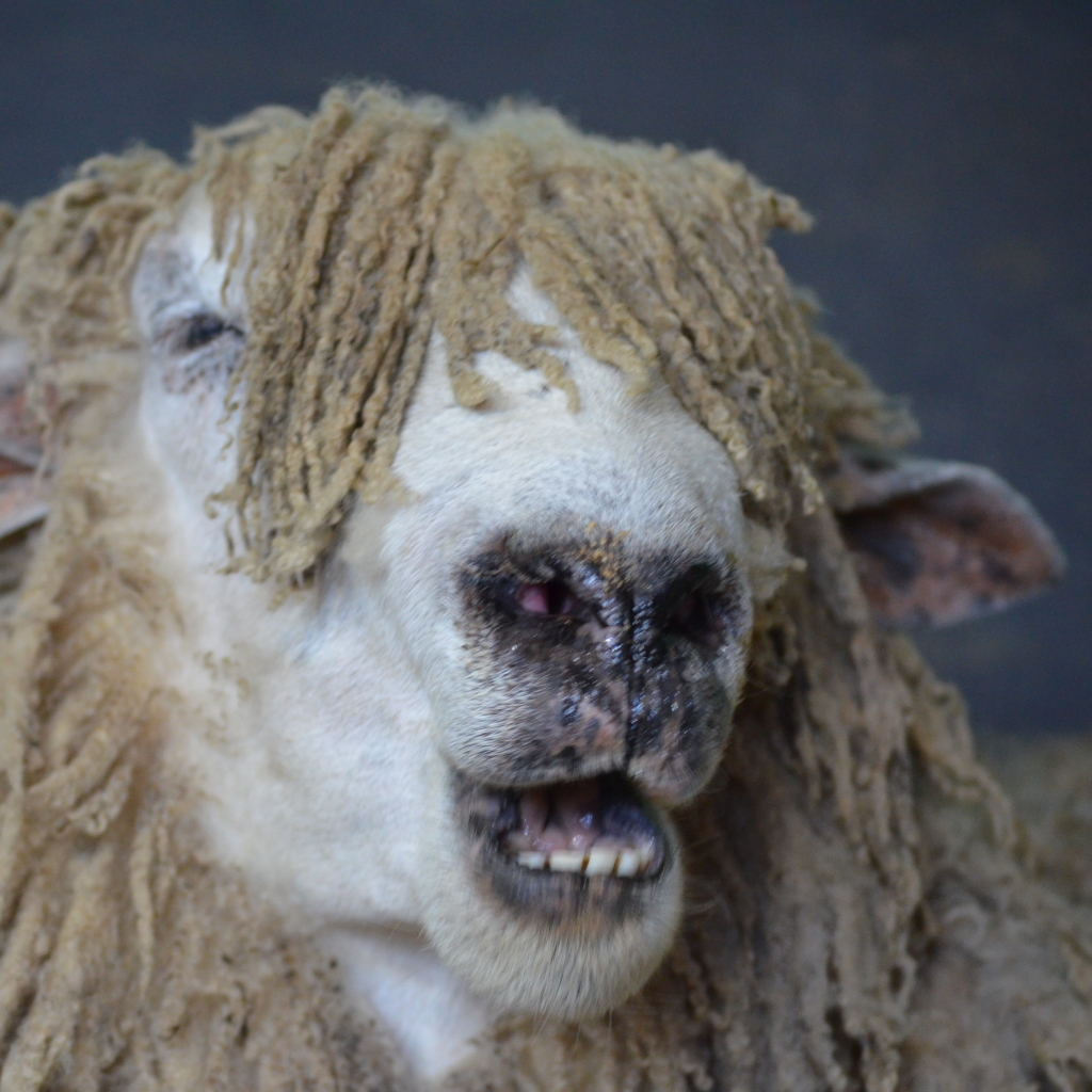 Services Land and Livestock